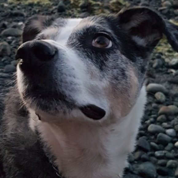 Meet your Posher, Daphne - Picture 1 of 1